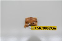 藏品(近親皺蟹)的圖片